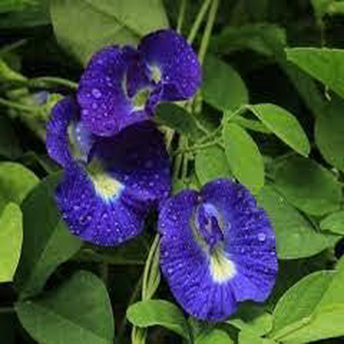 Blue Pot Plant Seeds for Planting Organic Heirloom Non-GMO Flower Seeds for Containers