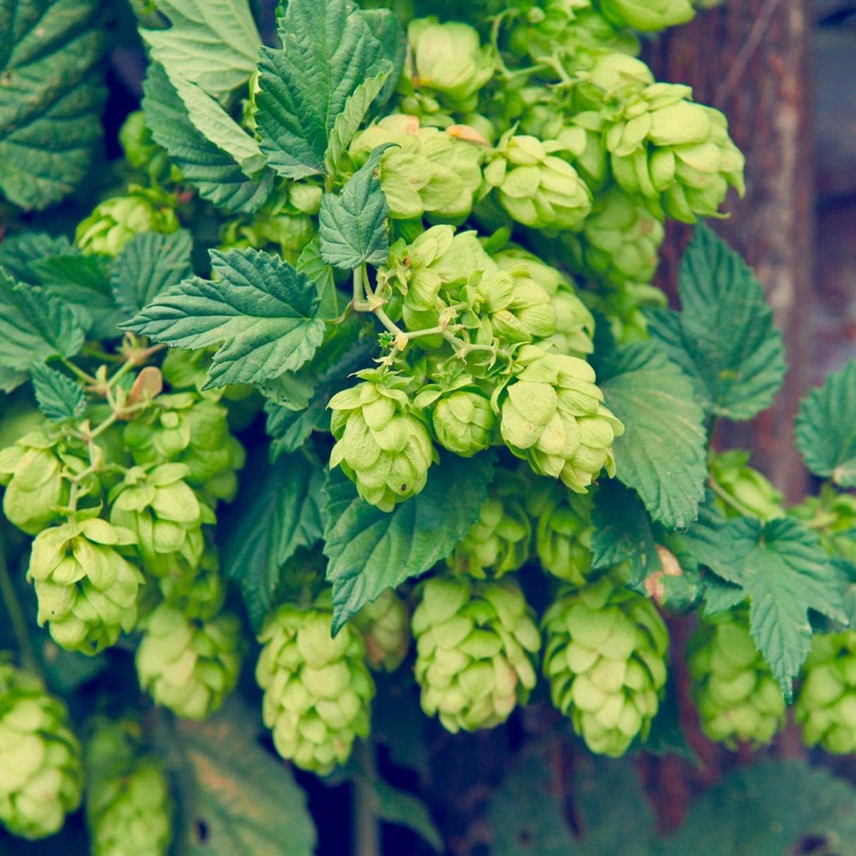 Dark Green Humulus Lupulus Herb Seeds Heirloom, Non-GMO Seeds for Aromatic Garden Growth