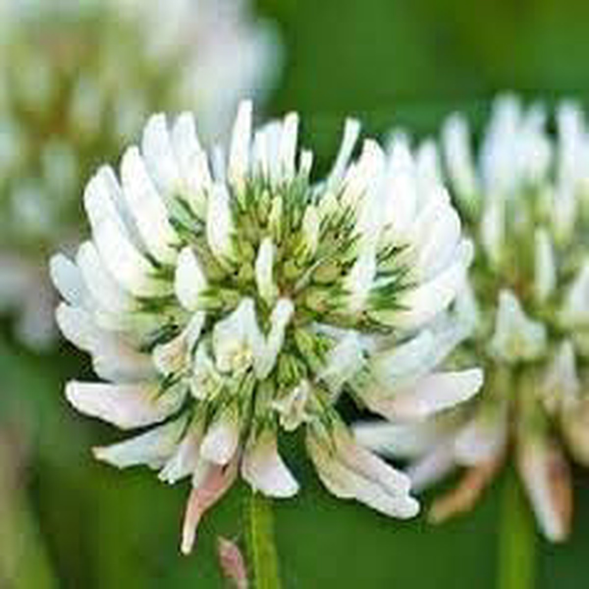 Dutch Flower Seeds for Planting Organic, Heirloom, Non-GMO Mixed Bulb Bloom Seeds