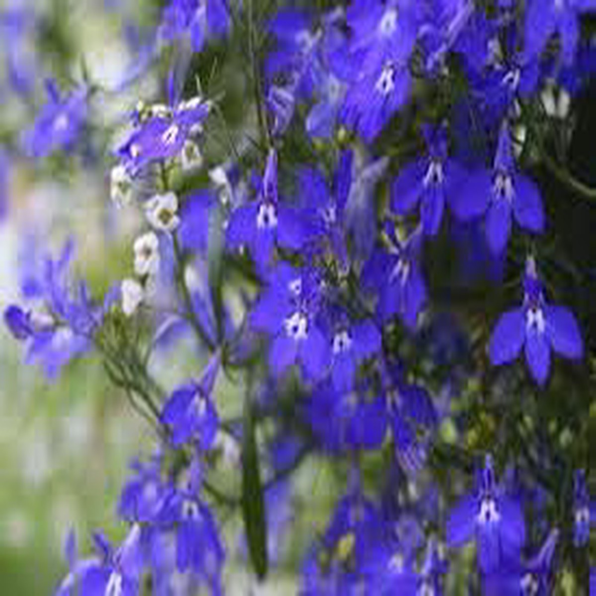 Erinus Seeds for Planting Organic Heirloom Non-GMO Ground Cover Flower Seeds