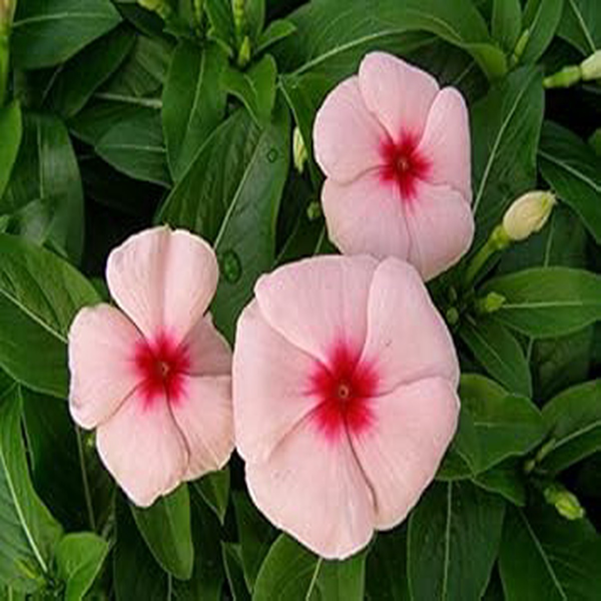 Heirloom Non-GMO Vinca Flower Seeds Pink Blooms for Planting