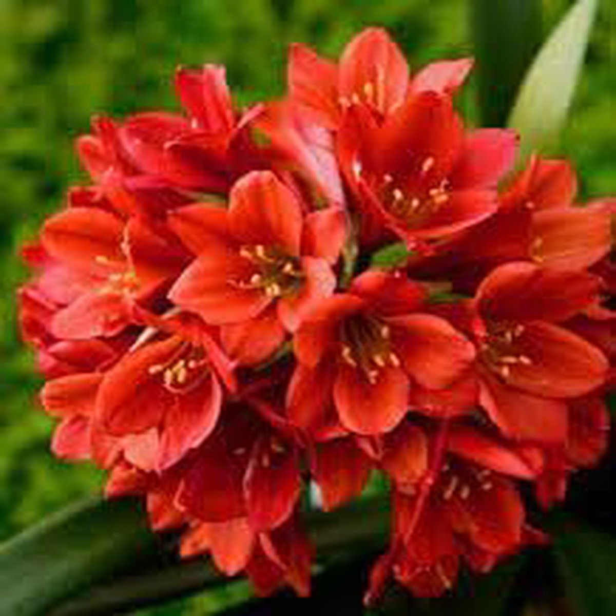 Miniata Clivia Flower Seeds for Planting Organic, Heirloom & Non-GMO Garden Seeds