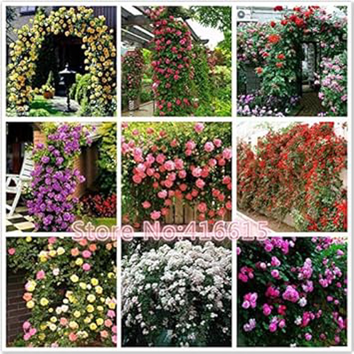 Mixed Liana Seeds for Planting Organic Heirloom Non-GMO Climbing Flower Vine Seeds