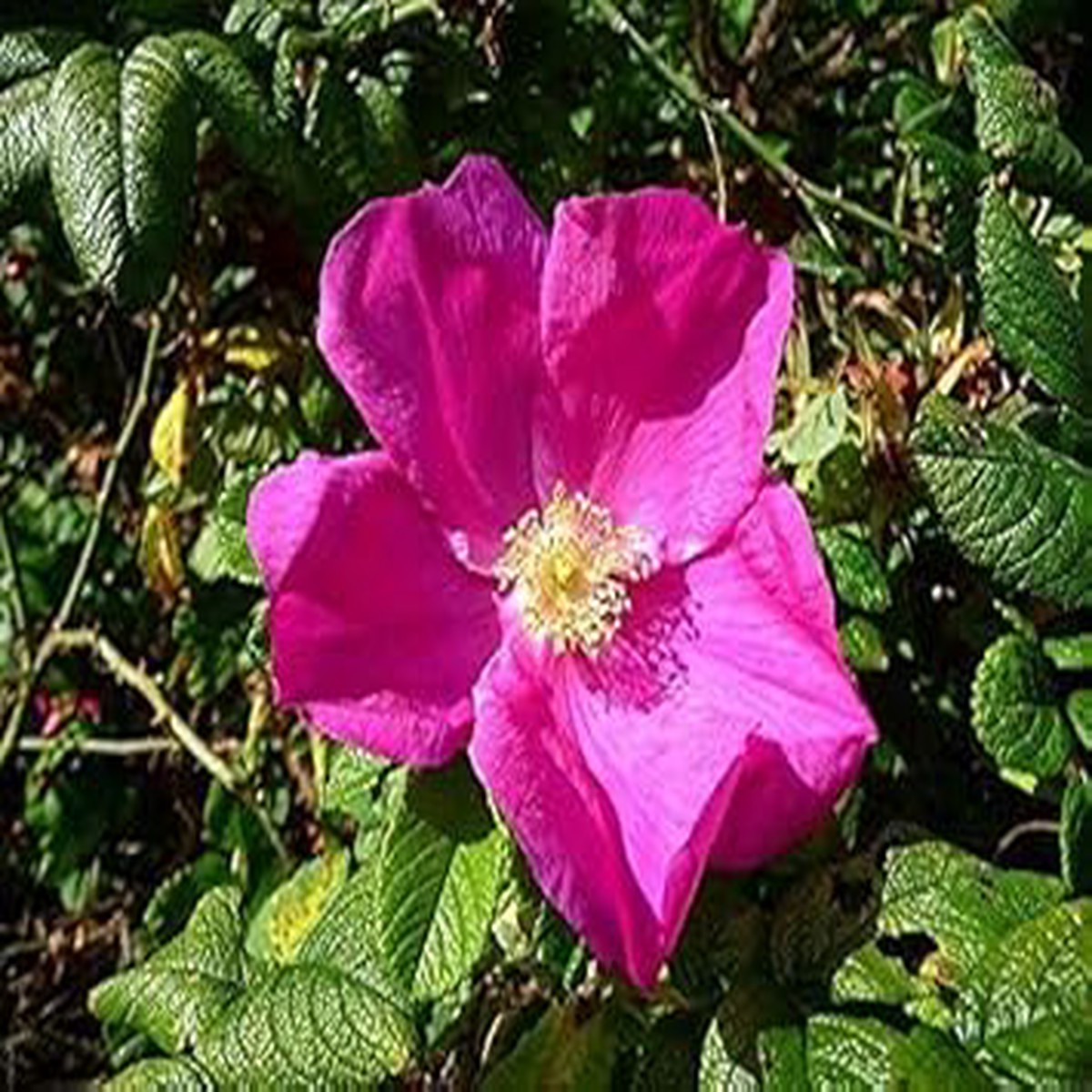 Rugosa Seeds for Planting Organic Heirloom Non-GMO Fragrant Rose Flower Seeds