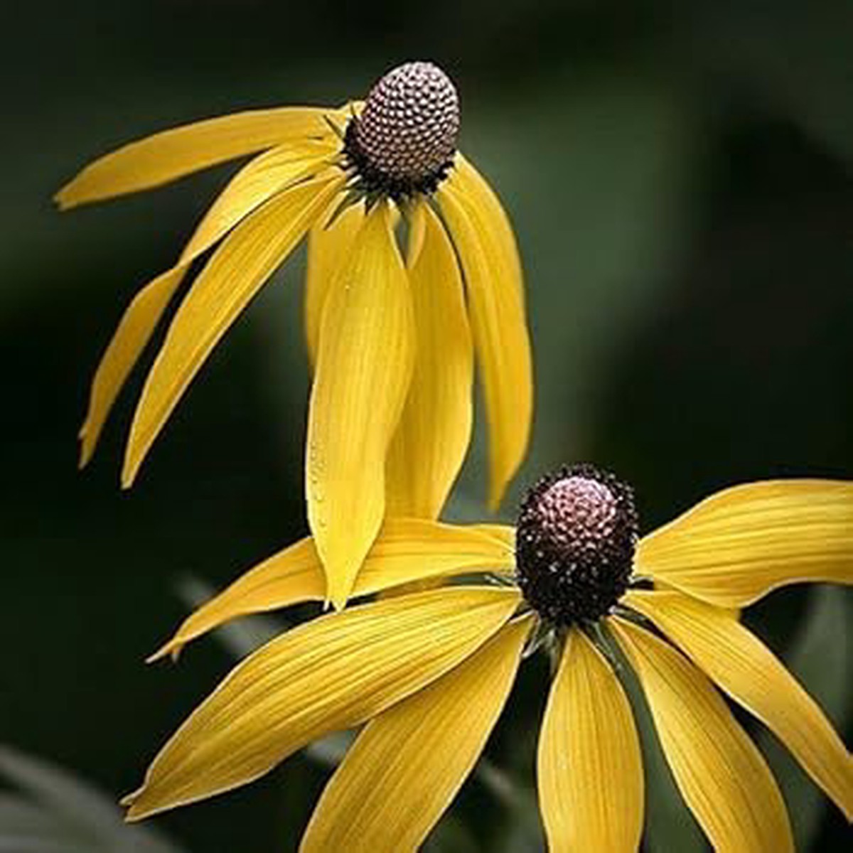 Yellow Coneflower Seeds for Planting Heirloom, Non-GMO, High Germination Organic Garden Seeds