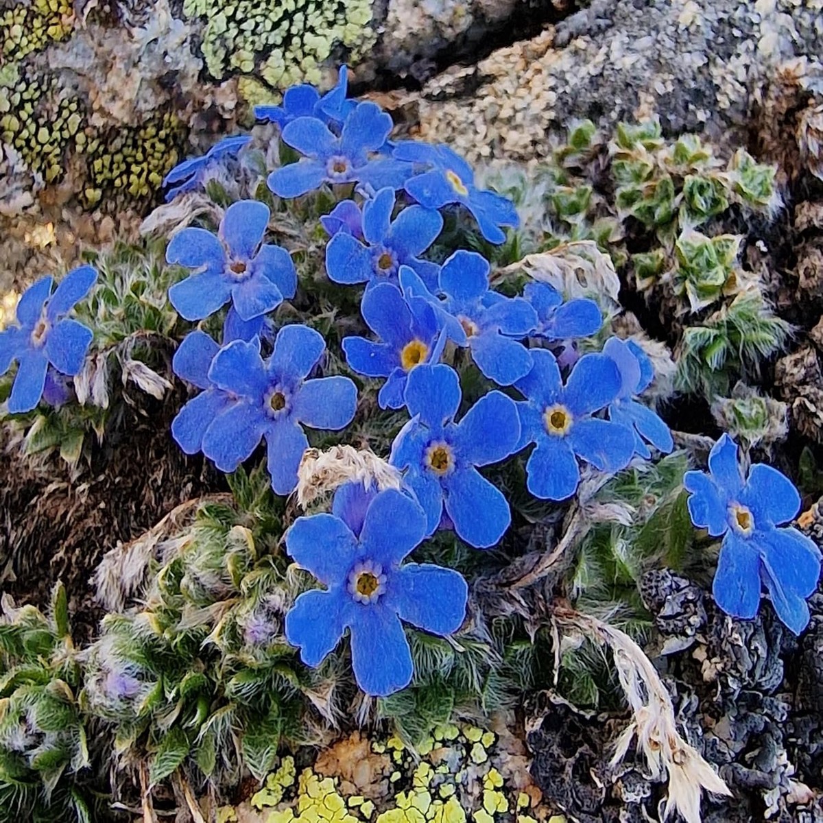 Alpine Seeds for Planting Organic Heirloom Non-GMO Cold Hardy Flower Seeds
