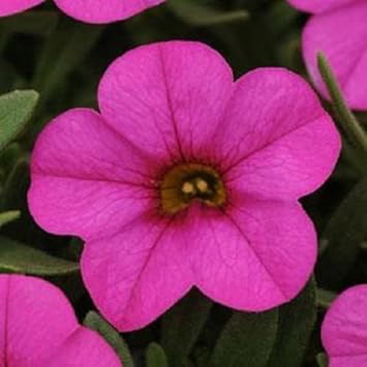 Pink Kabloom Seeds for Planting Organic Heirloom Non-GMO Garden Flower Seeds