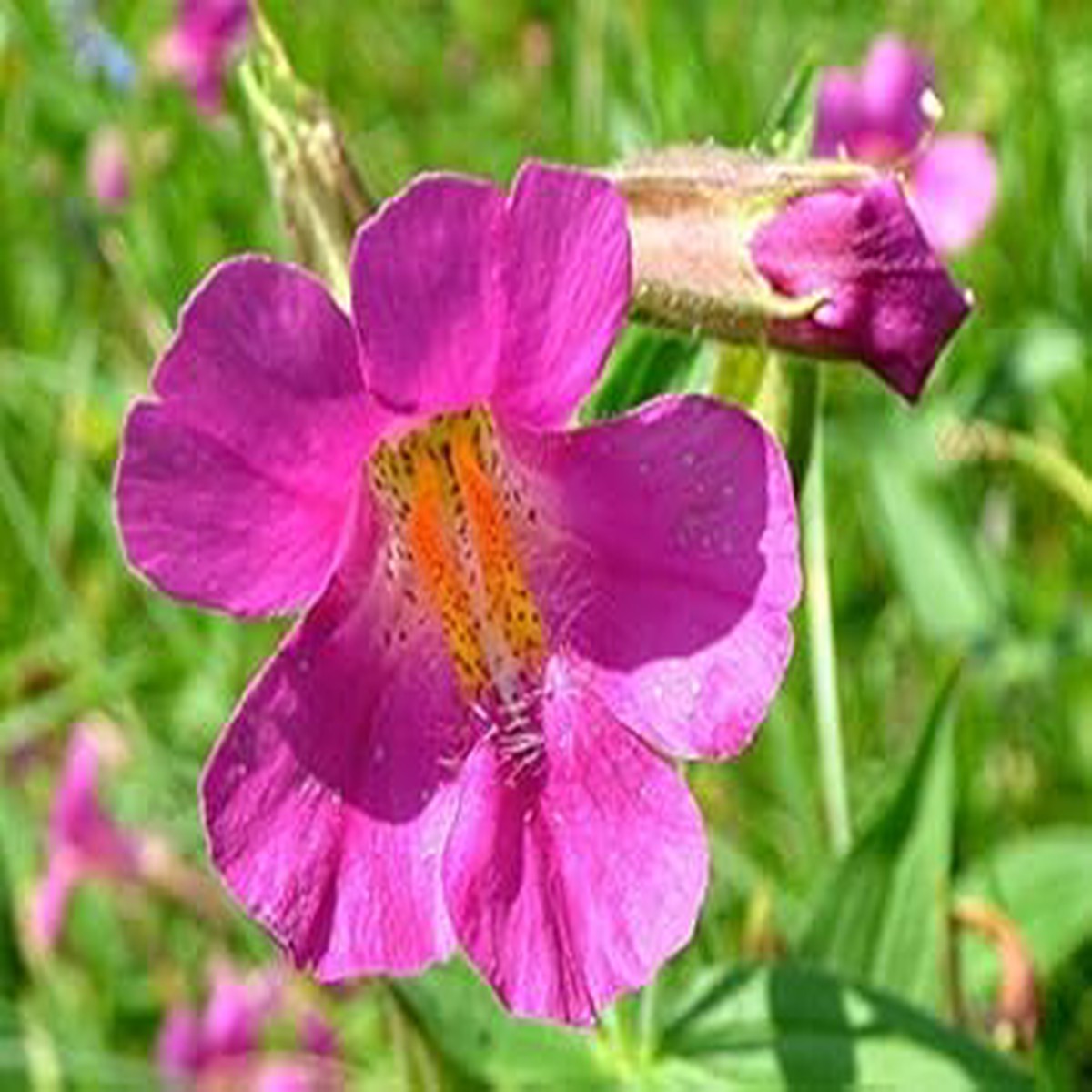 Purple Mimulus Lewisii Flower Seeds for Planting Organic Heirloom Non-GMO Seeds