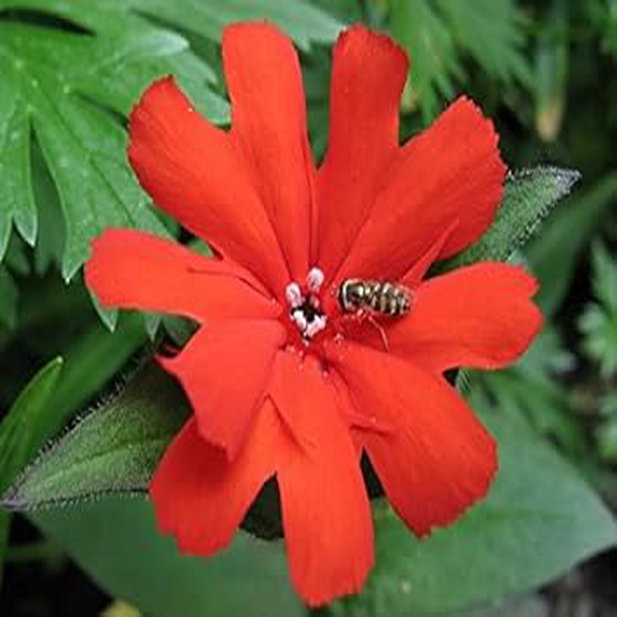 Red Orange Lychnis Arkwrightii Flower Seeds for Planting Organic Heirloom Non-GMO Seeds