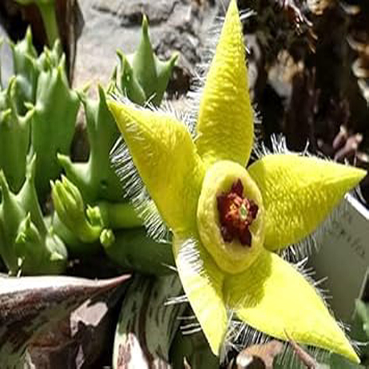 Stapelia Pulchella Seeds for Planting Organic Heirloom Non-GMO Starfish Flower Seeds