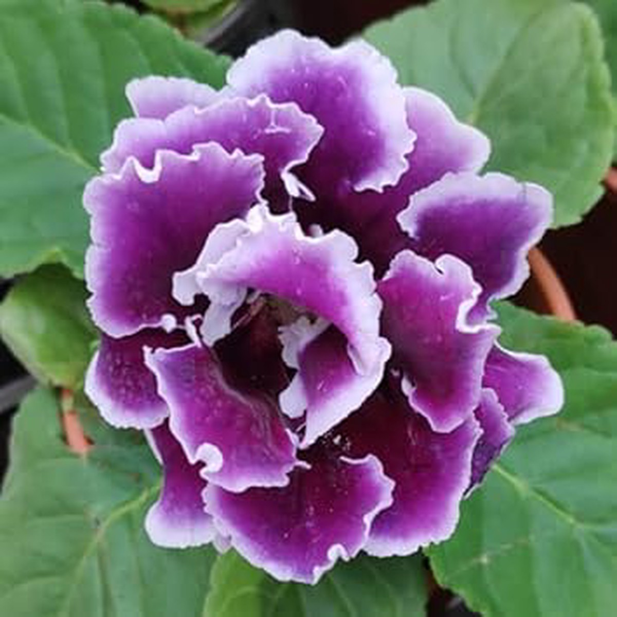 Violet White Gloxinia Seeds for Planting Organic Heirloom Non-GMO Flower Seeds