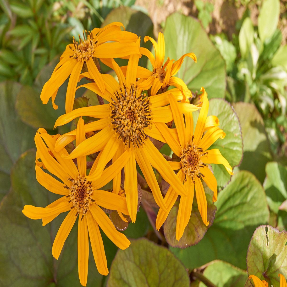 Yellow Ligularia Plant Seeds Perennial Flower for Shade Gardens | Large Golden Blooms | Easy to Grow Garden Seeds