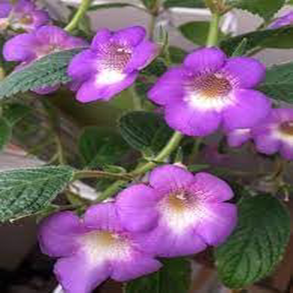 Achimenes Limoncello Flower Seeds for Planting Heirloom, Non-GMO, Organic Garden Blooms