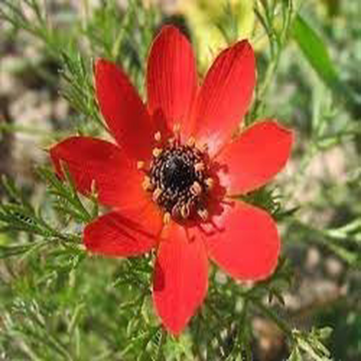 Adonis Seeds for Planting Organic Heirloom Non-GMO Garden Flower Seeds