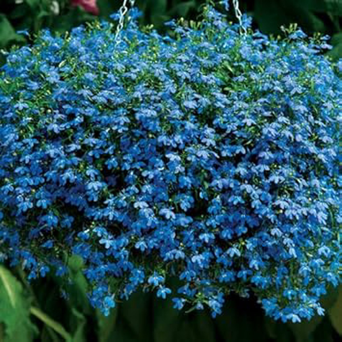 Blue Sapphire Flower Seeds for Planting Organic Heirloom Non-GMO Garden Bloom Seeds