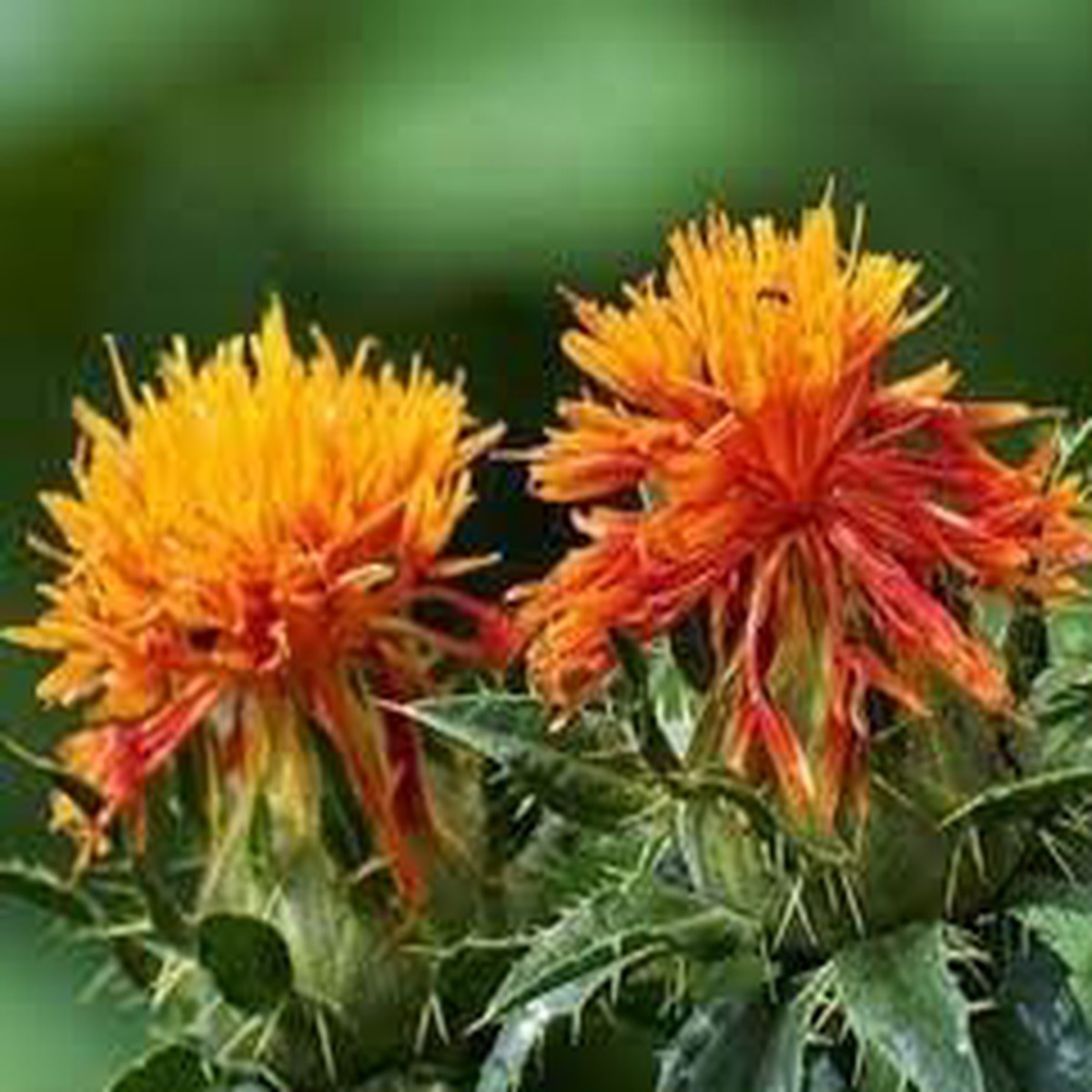 Carthamus Flower Seeds for Planting Organic Heirloom Non-GMO Medicinal Herb Seeds
