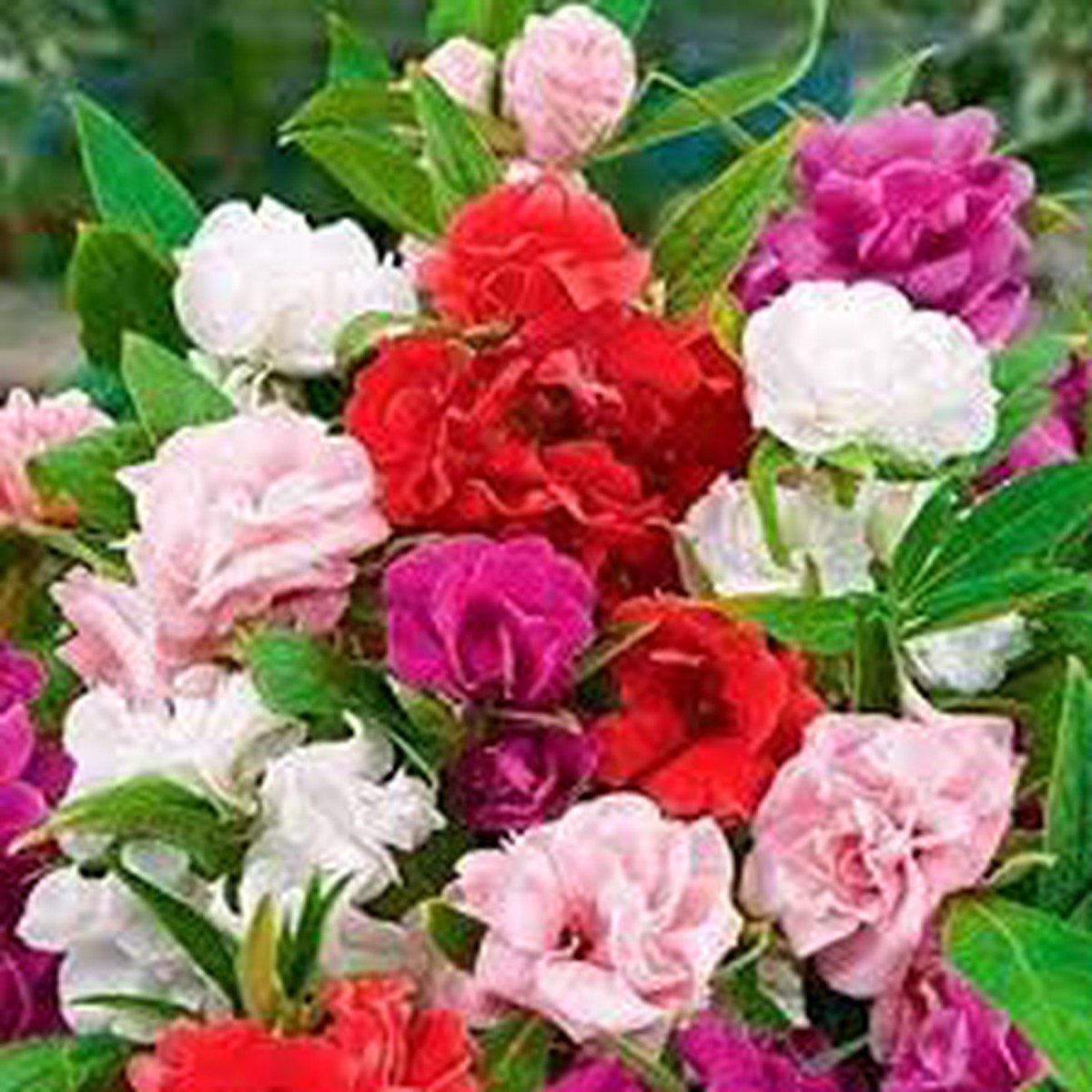 Double Camellia Mixed Seeds for Planting Organic, Heirloom, Non-GMO Fresh Flower Seeds