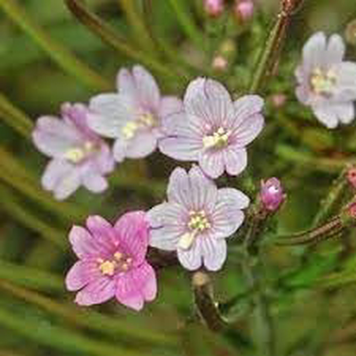 Epilobium Flower Seeds for Planting Organic, Heirloom, Non-GMO Wildflower Seeds