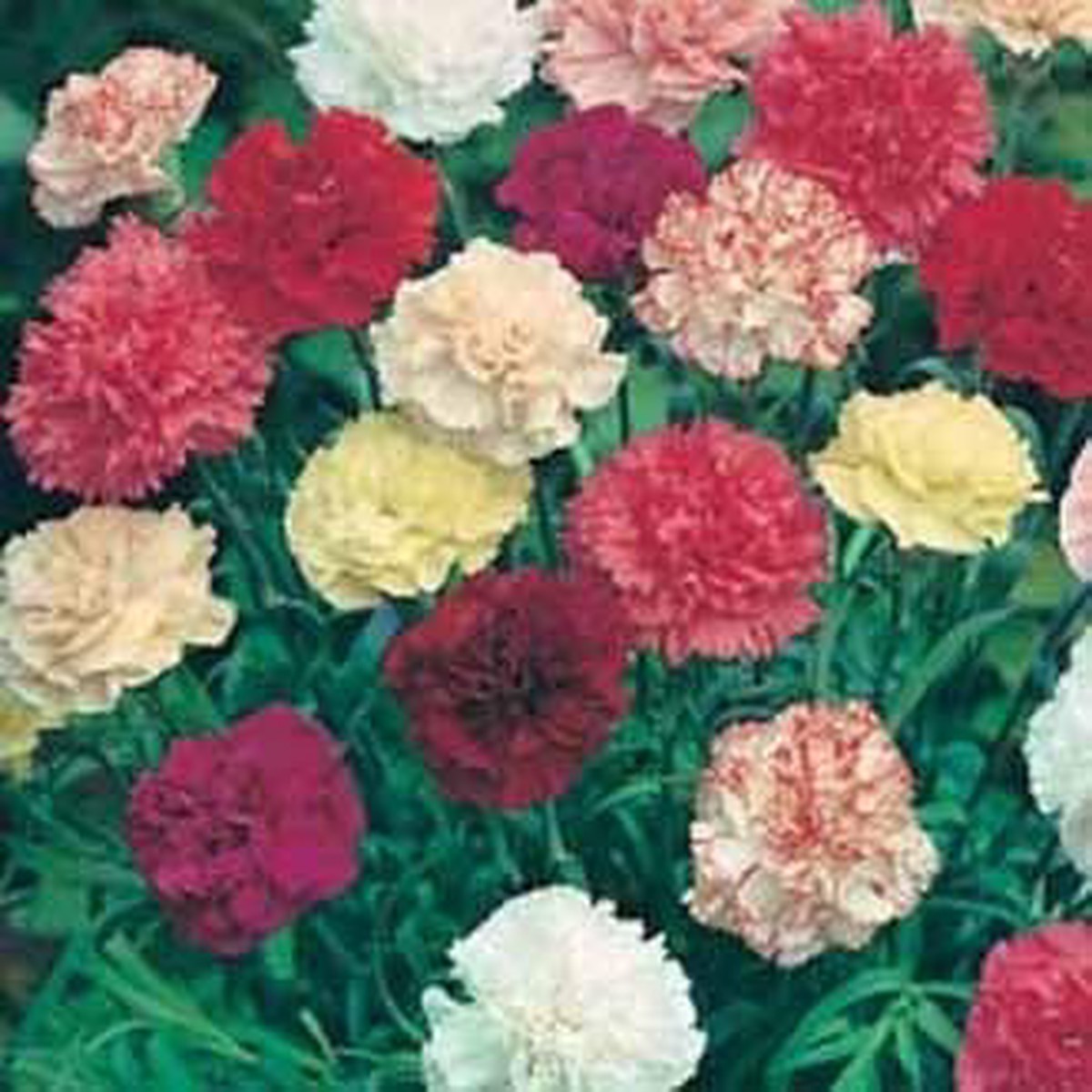 Heirloom Non-GMO Dianthus Flower Seeds for Garden Planting Multi-Color Fragrant Blooms Mix