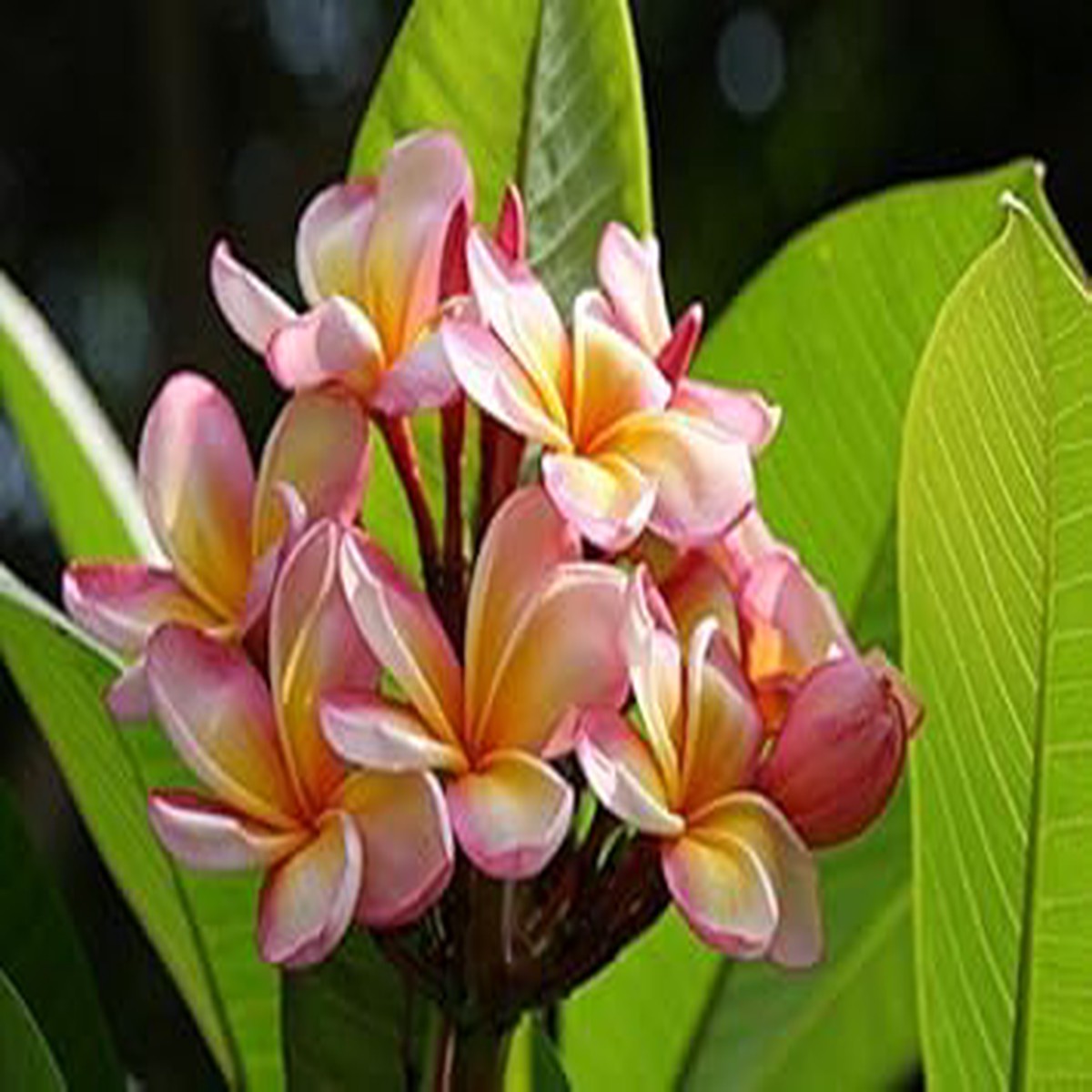 Heirloom Non-GMO Pink Yellow Egg Flower Seeds for Planting High Germination Organic Garden Seeds