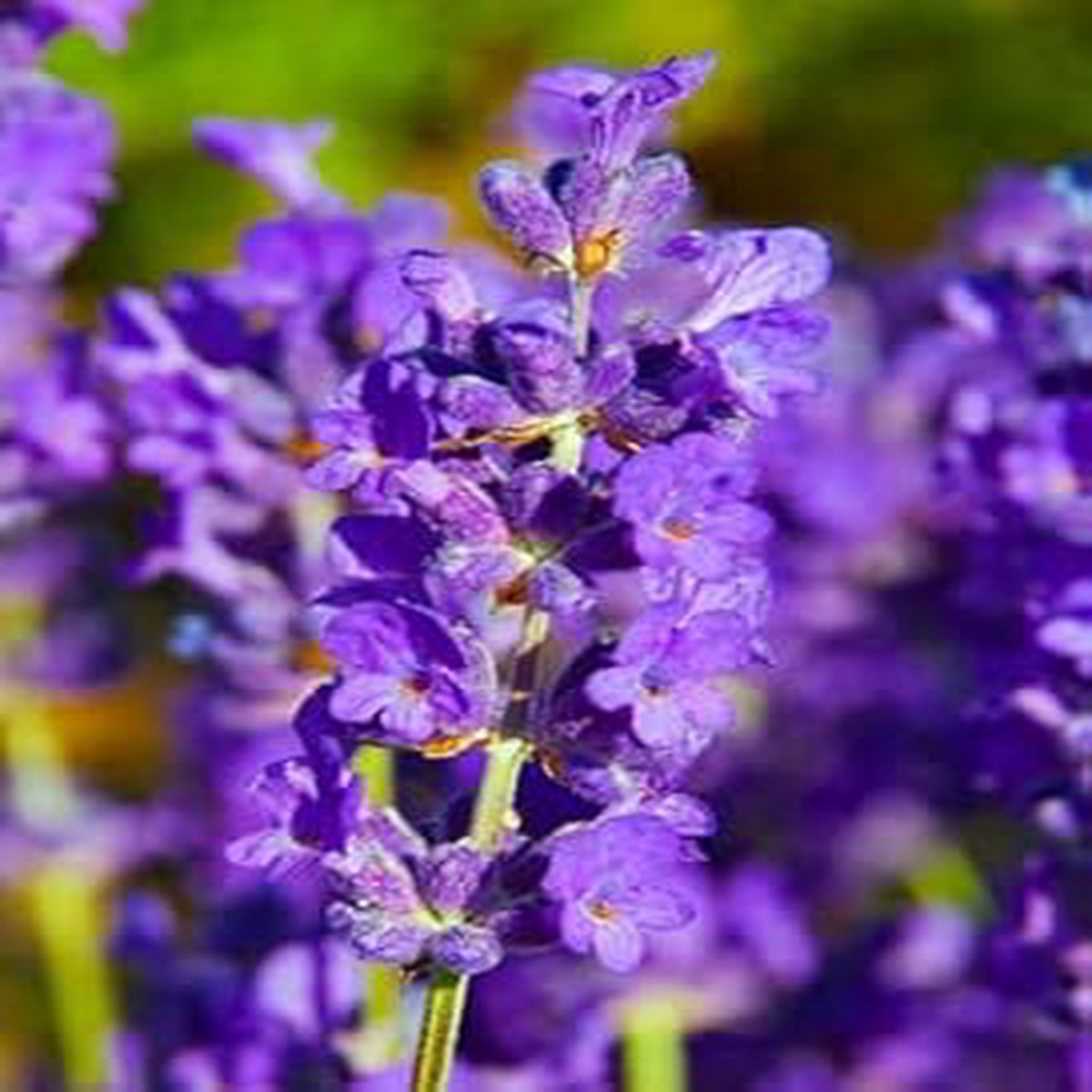 Heirloom Non-GMO Violet Lavender Flower Seeds for Garden Planting Fragrant Herbal Blooms