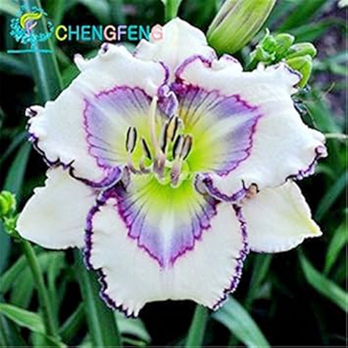 Heirloom Non-GMO White Violet Hemerocallis Flower Seeds for Planting Organic High Germination Garden Seeds