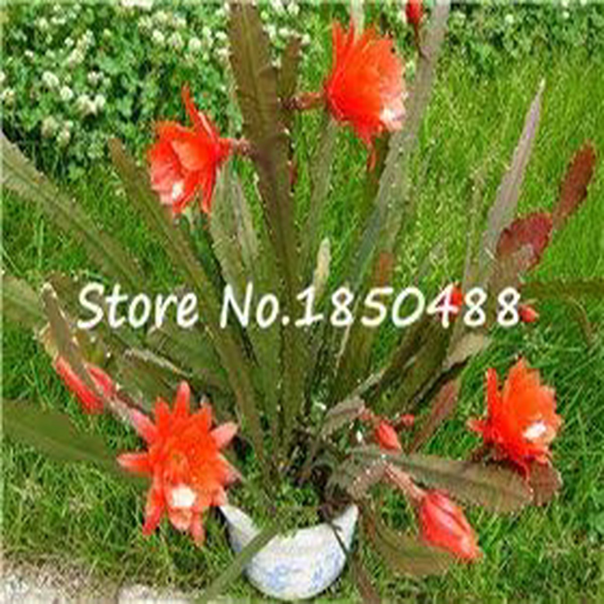 Orange Schlumbergera Seeds for Planting Organic Heirloom Non-GMO Cactus Flower Seeds