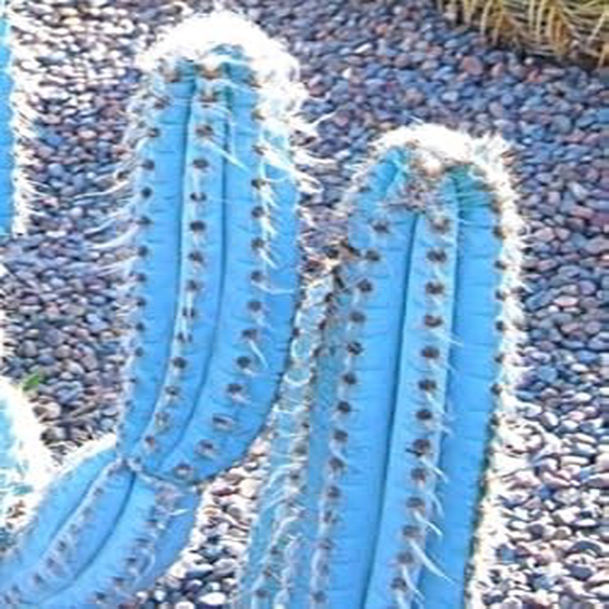 Organic Blue Pilosocereus Plant Seeds for Planting Heirloom, Non-GMO