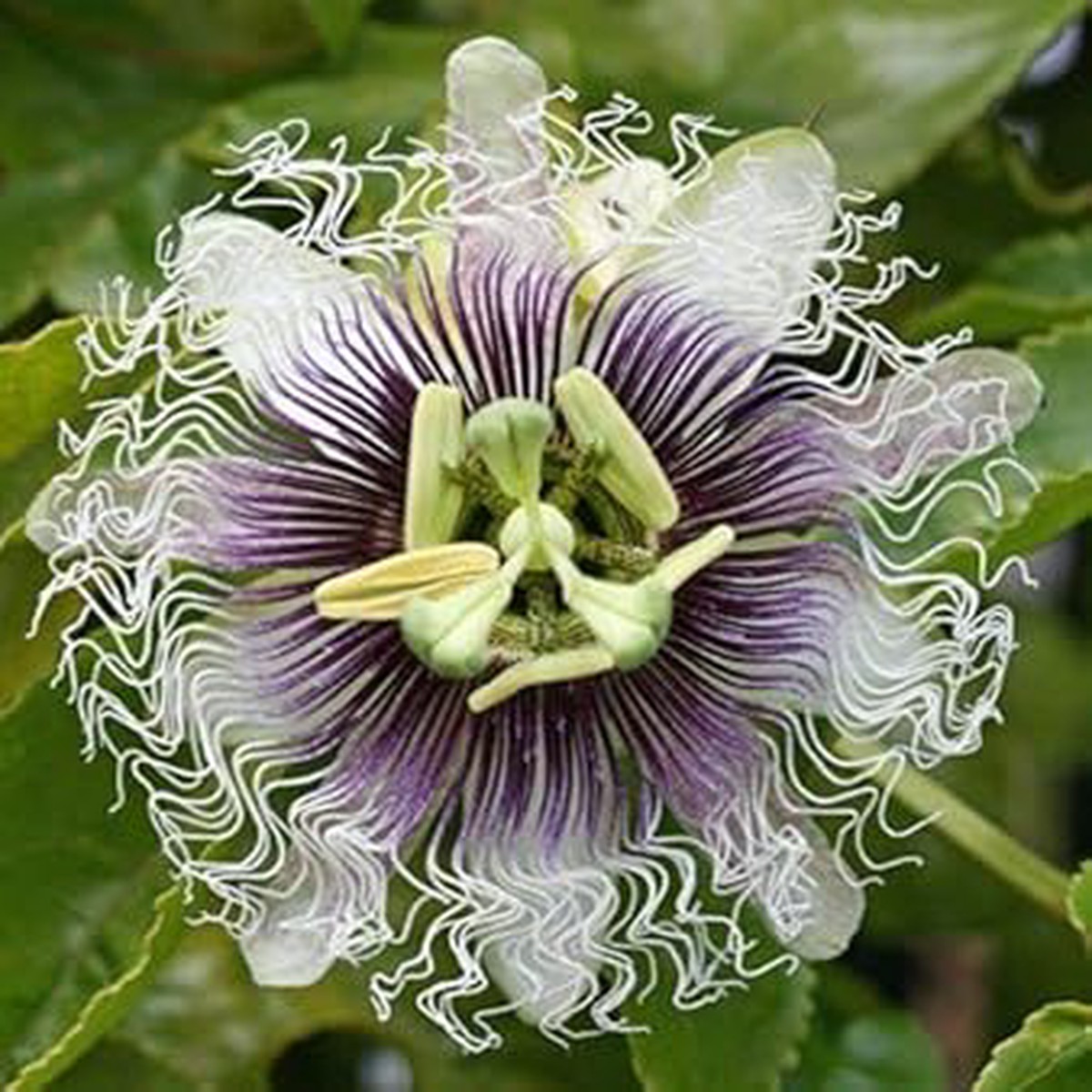 Purple & White Passionflower Seeds Heirloom, Non-GMO, High Germination Organic Garden Seeds for Planting