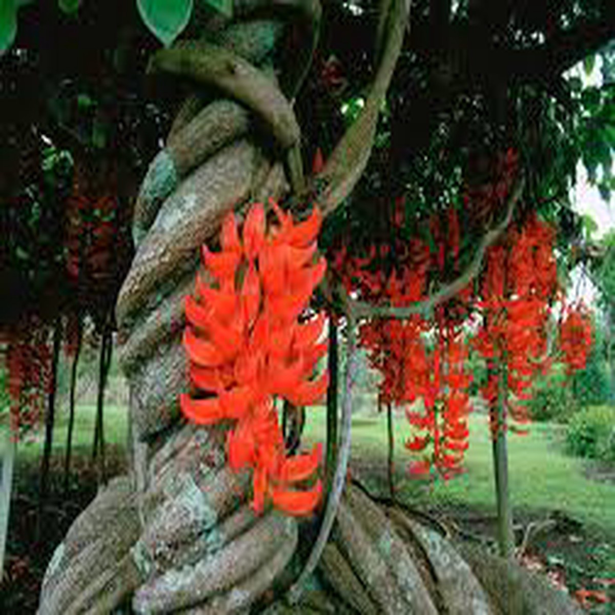 Red Jade Vine (Mucuna Bennettii) Flower Seeds Heirloom, Non-GMO Seeds for Tropical Gardens