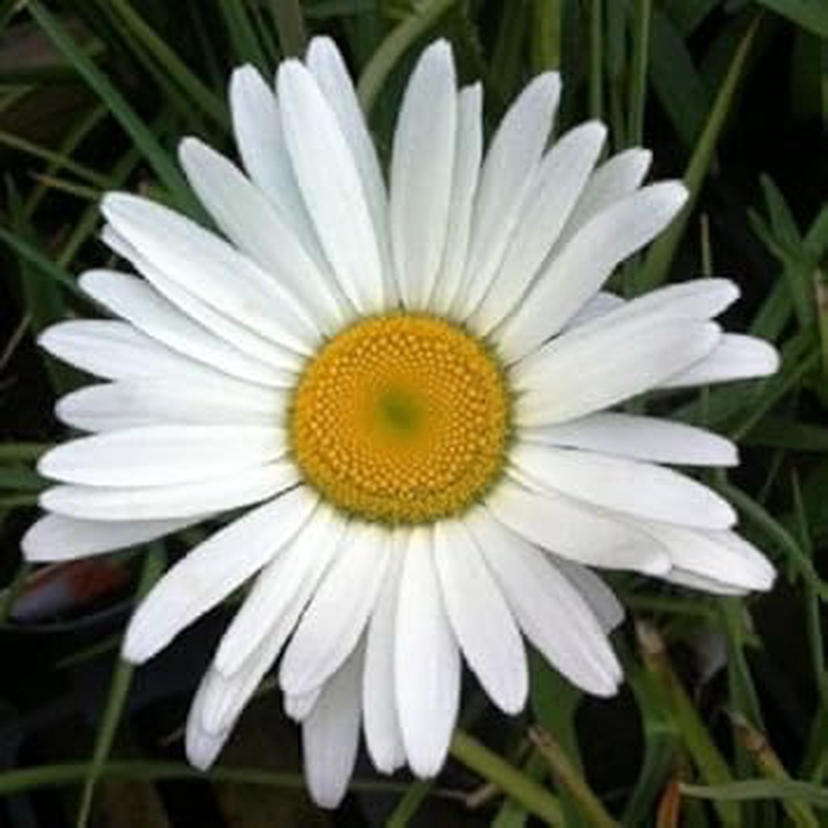 White Leucanthemum Flower Seeds for Planting Fresh, Organic, Heirloom, Non-GMO Daisy Seeds