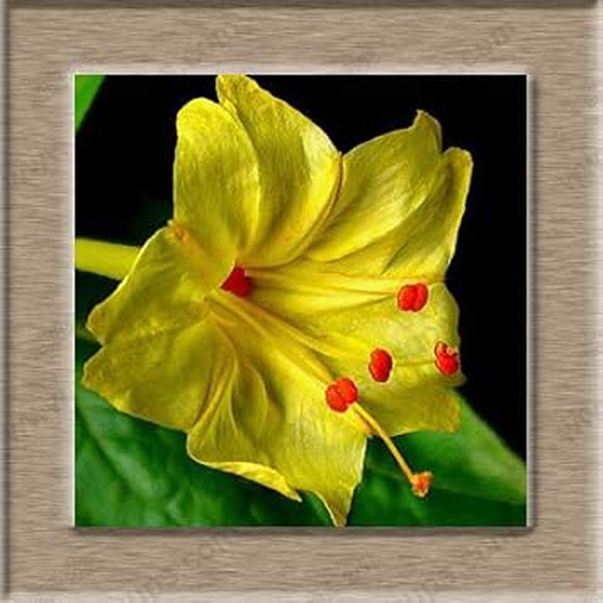 Yellow Mirabilis Flower Seeds for Planting Organic, Heirloom, Non-GMO Four O'Clock Seeds