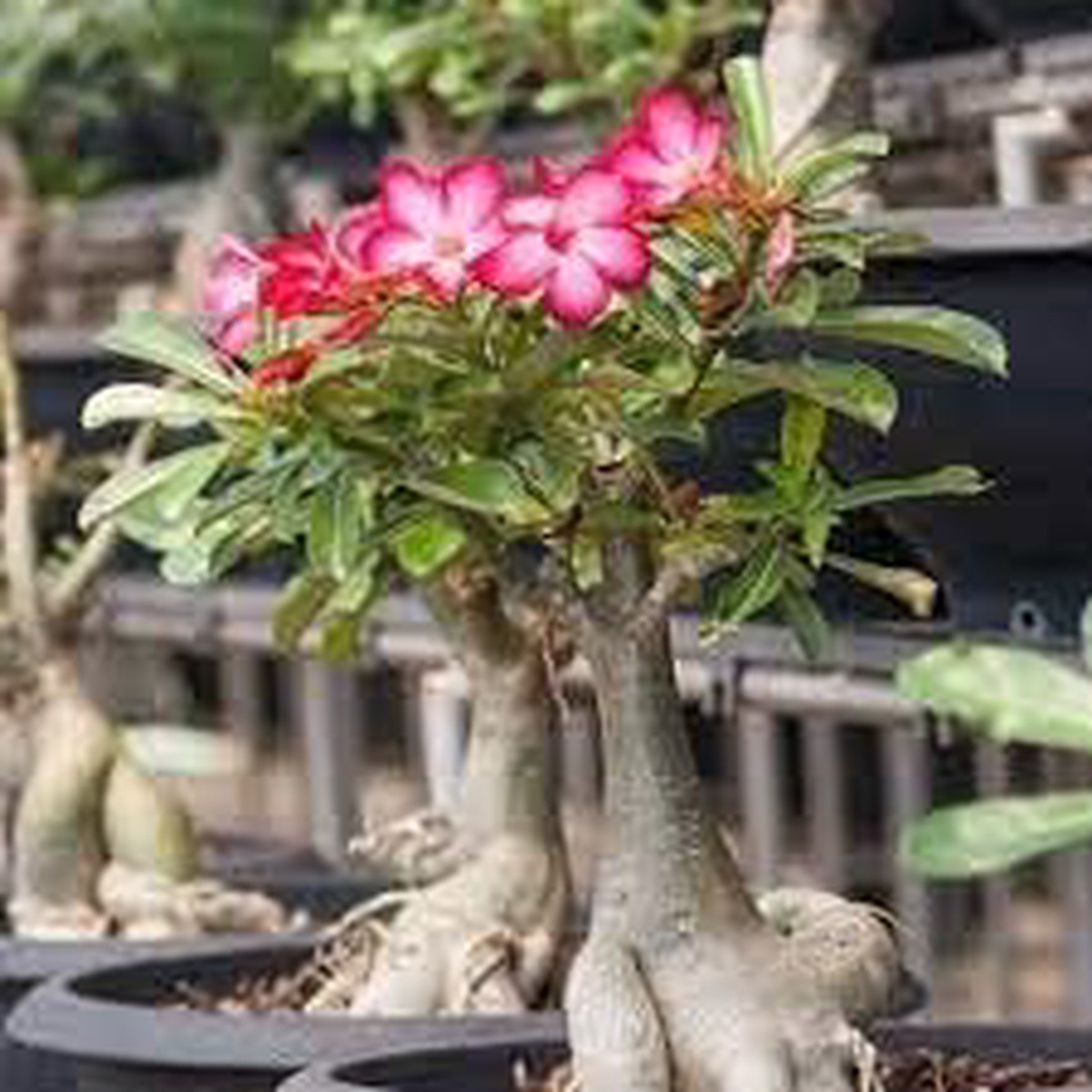 Adenium Obesum Flower Seeds for Planting Fresh, Organic, Heirloom, Non-GMO Desert Rose Seeds