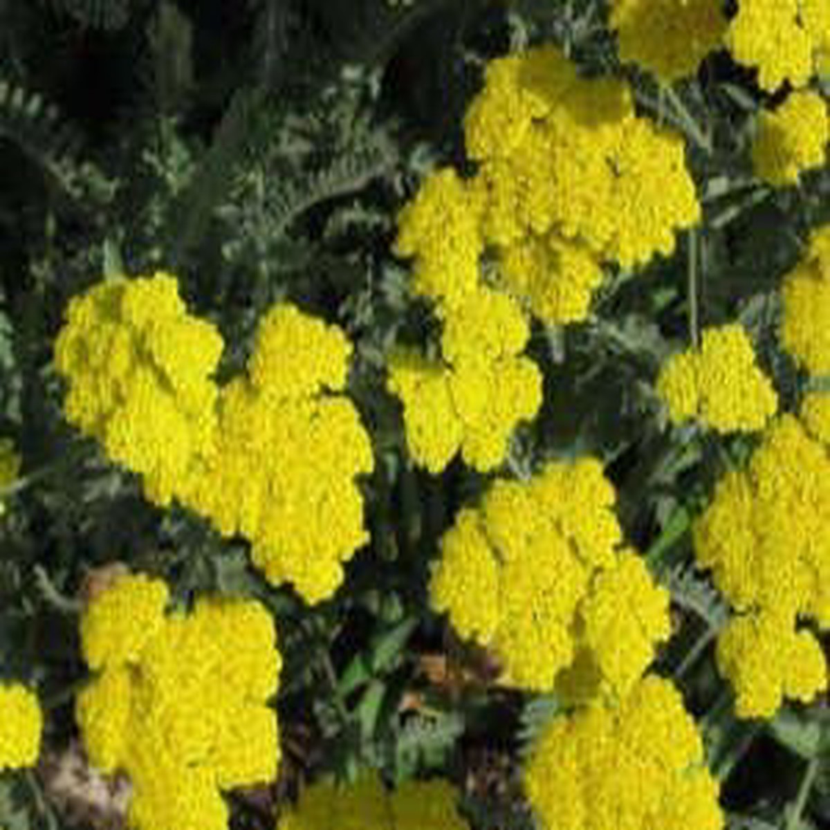 Heirloom Yellow Achillea Millefolium Flower Seeds for Planting, Non-GMO