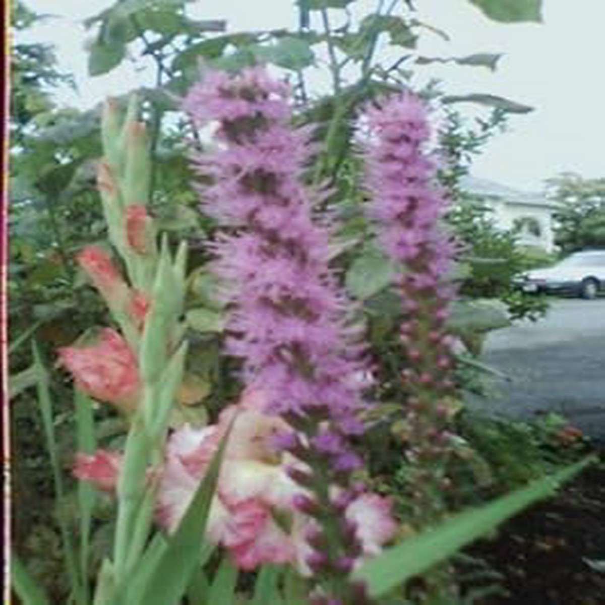 Organic Pink Blazing Stars Flower Seeds for Planting Heirloom, Non-GMO