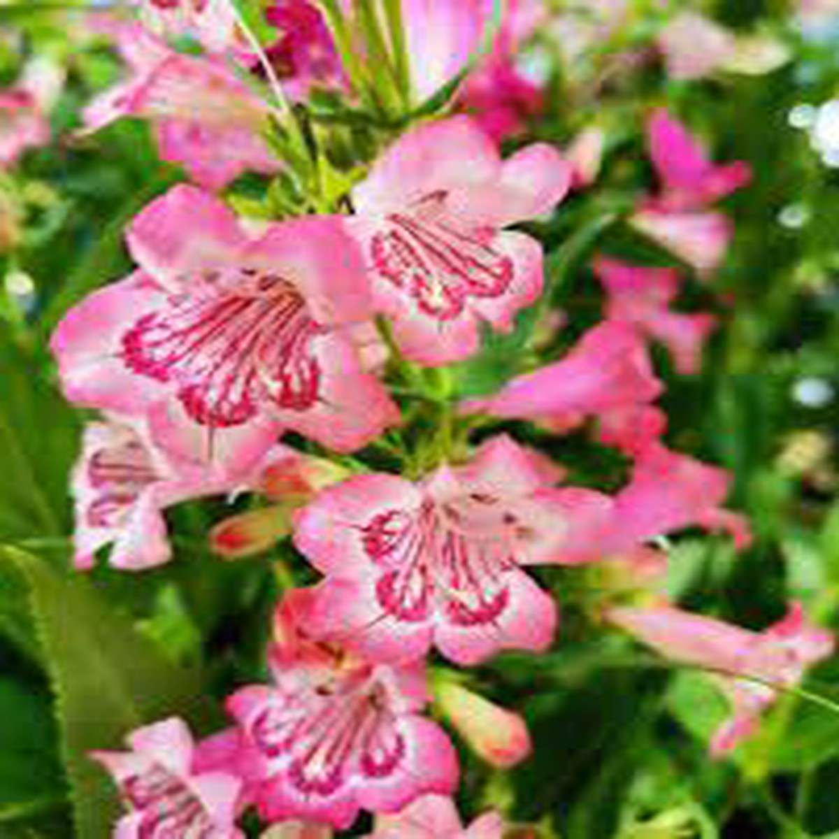 Organic Pink Penstemon Strictus Flower Seeds for Planting Heirloom Non-GMO High Germination Garden Seeds