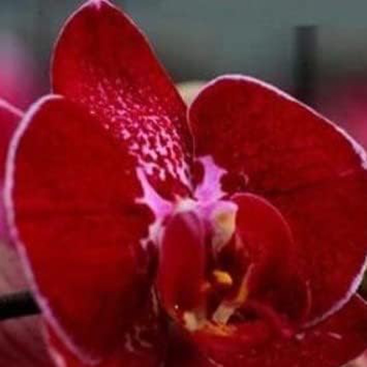 Organic Red Butterfly Orchid Flower Seeds for Planting Heirloom, Non-GMO