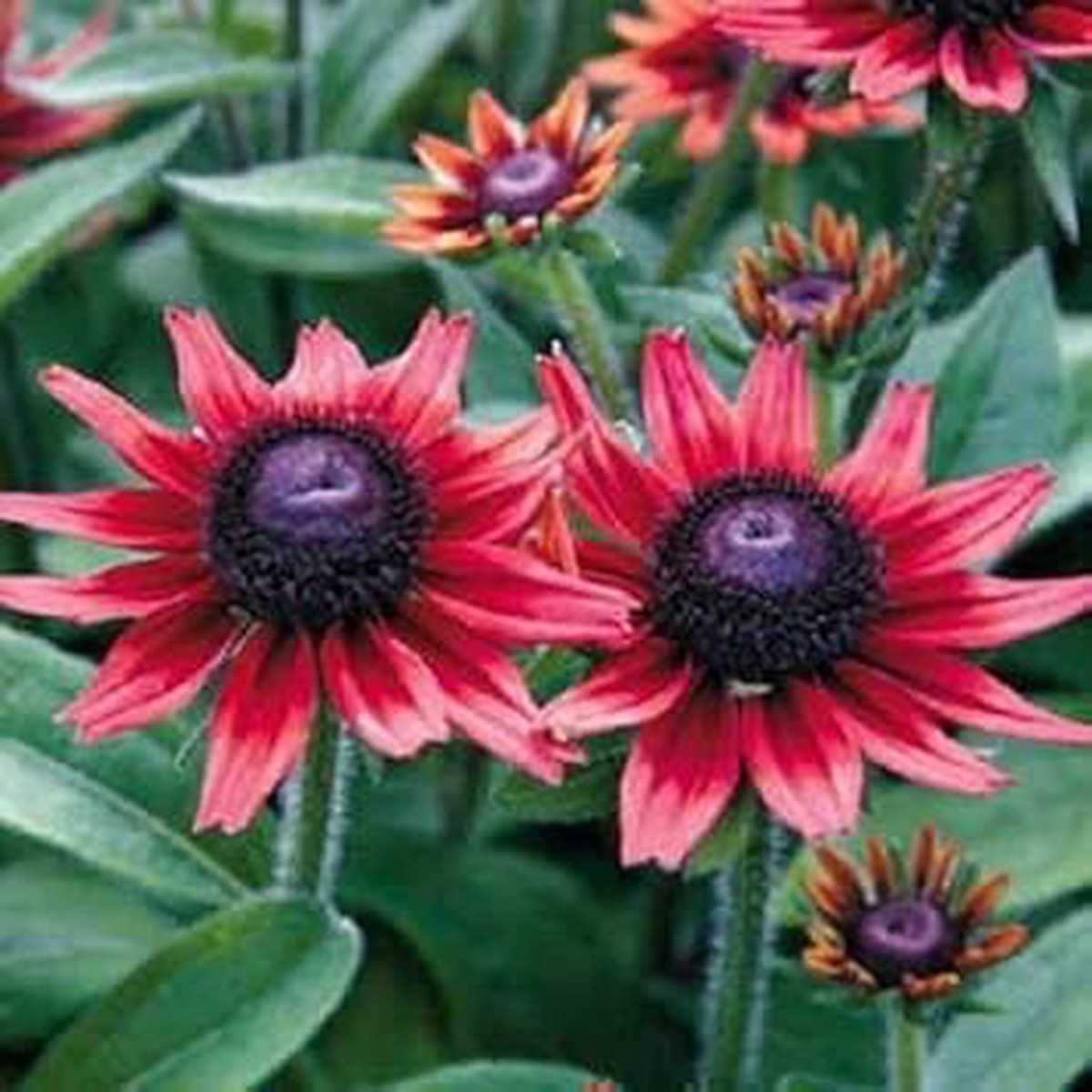 Organic Red Rudbeckia Flower Seeds for Planting Heirloom, Non-GMO