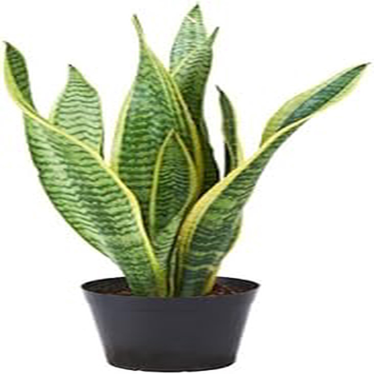 Organic Sansevieria Plant Seeds for Planting Heirloom, Non-GMO