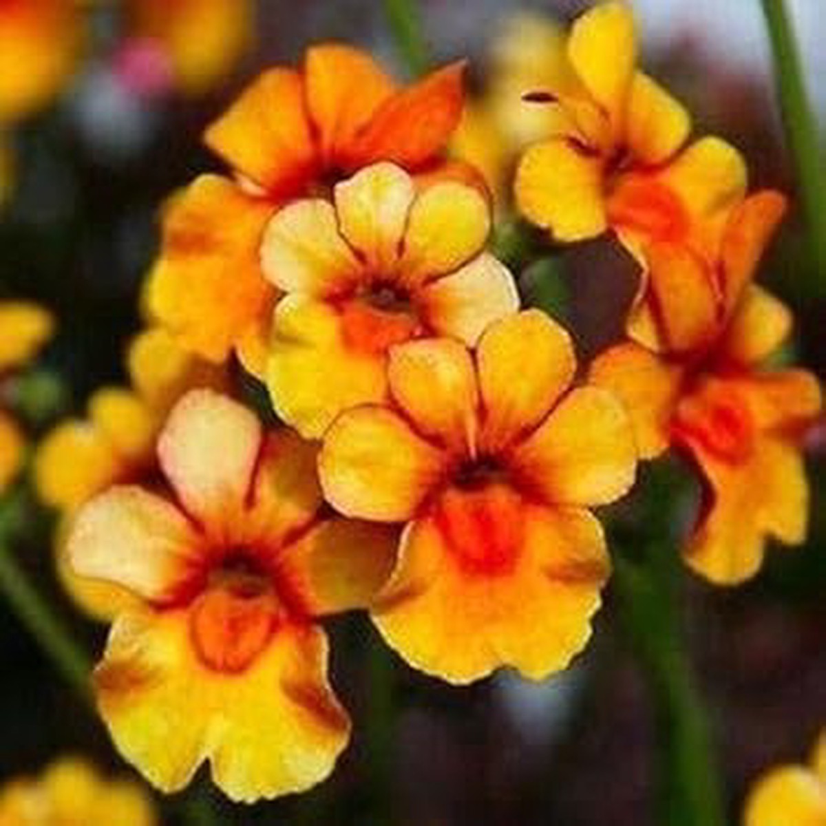 Organic Yellow Nemesia Flower Seeds for Planting Heirloom, Non-GMO