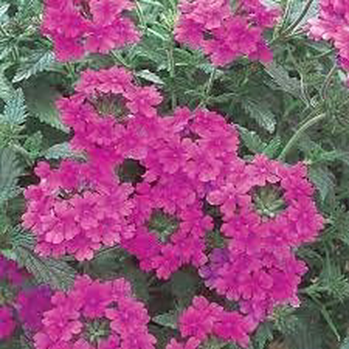 Pink Verbena Flower Seeds for Planting Heirloom, Non-GMO, Organic