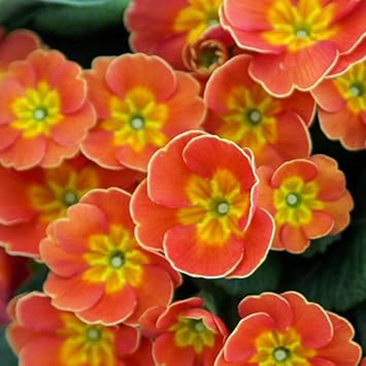 Primula Orange Flower Seeds Heirloom Non-GMO Seeds for Garden Planting