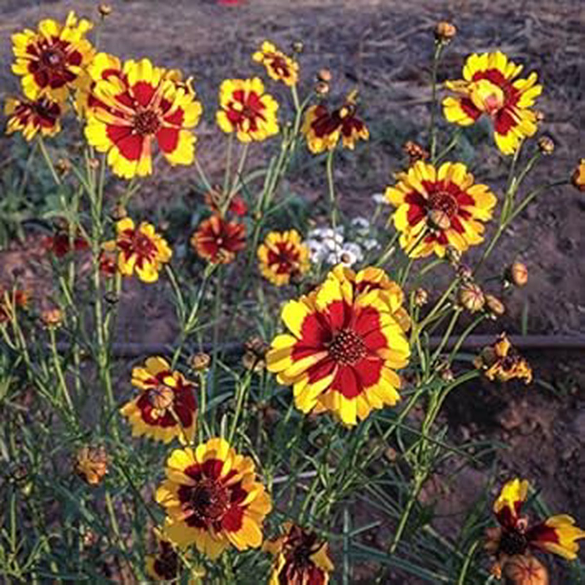 Red Yellow Coreopsis Flower Seeds Heirloom, Non-GMO Flower Seeds for Planting