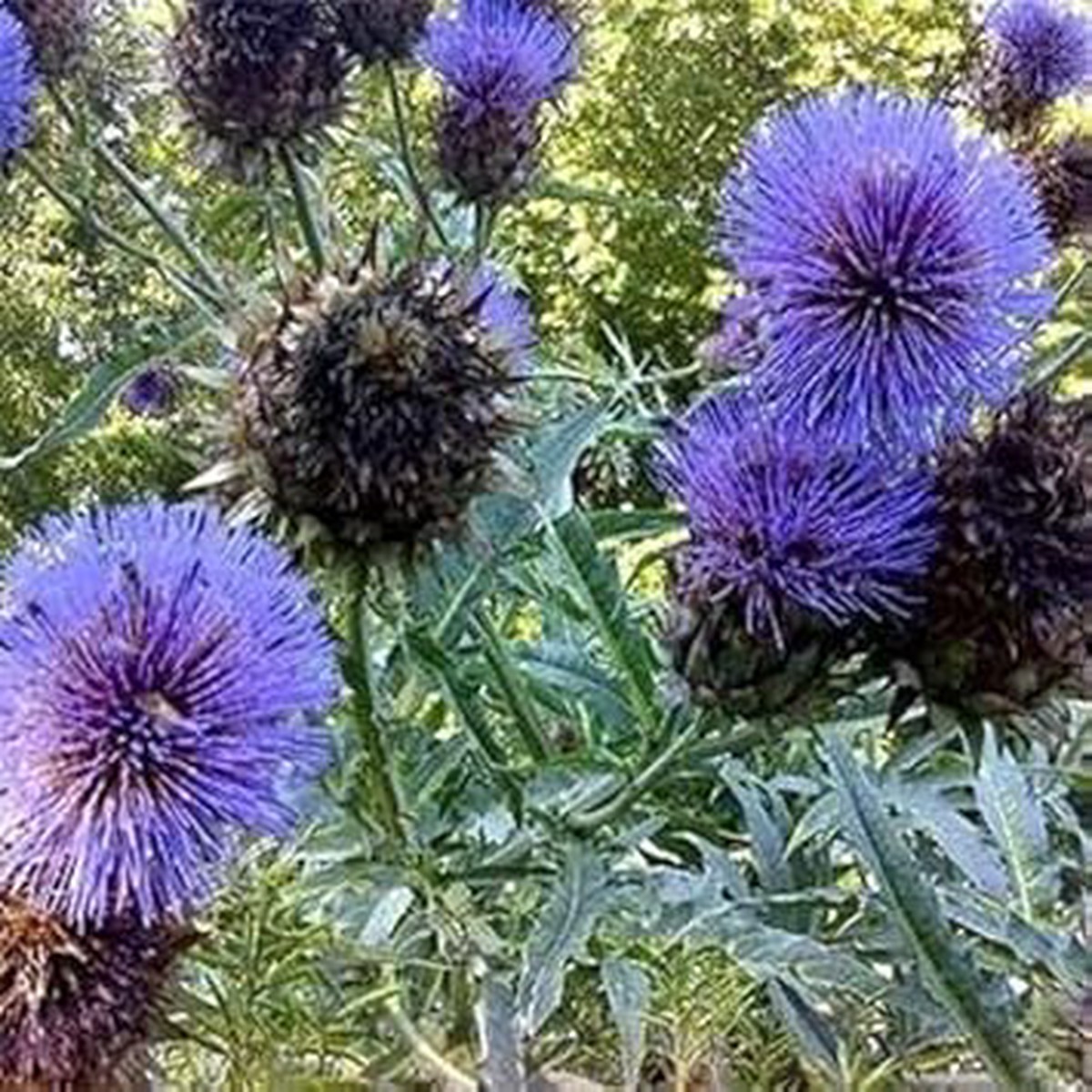 Blue Cardoon Seeds for Planting Organic, Heirloom, Non-GMO Flower Seeds