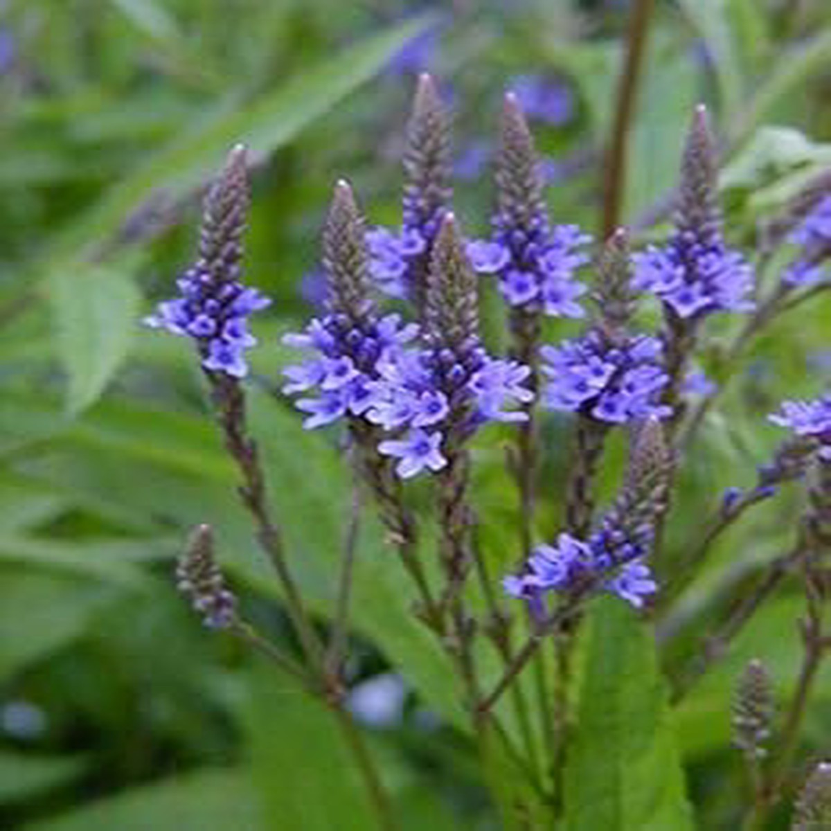 Blue Vervain Flower Seeds for Garden Planting Heirloom, Non-GMO Pollinator-Friendly Blooms