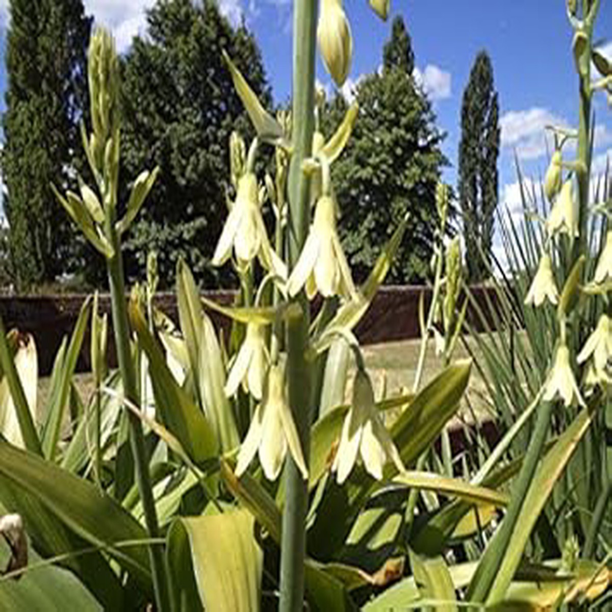Galtonia Viridiflora Seeds for Planting Organic, Heirloom, Non-GMO Flower Seeds
