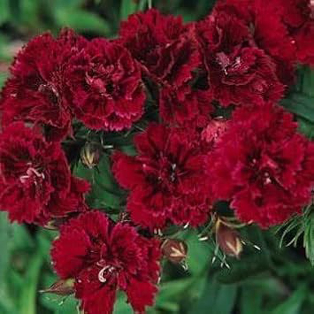 Heirloom Non-GMO Maroon Dianthus Flower Seeds for Garden Planting Rich-Colored Fragrant Blooms