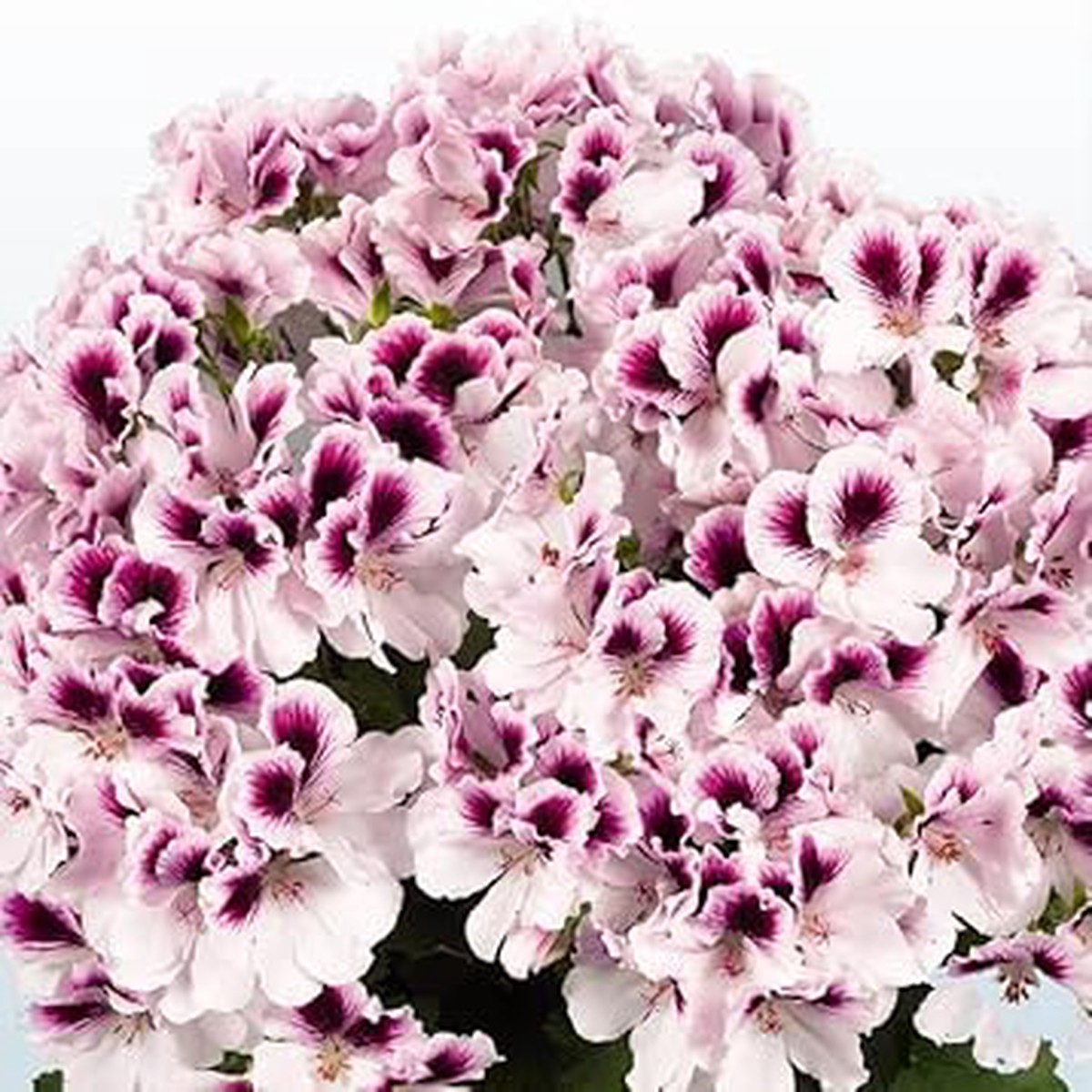 Heirloom Non-GMO Purple & White Geranium Flower Seeds Bicolor Blooms for Planting