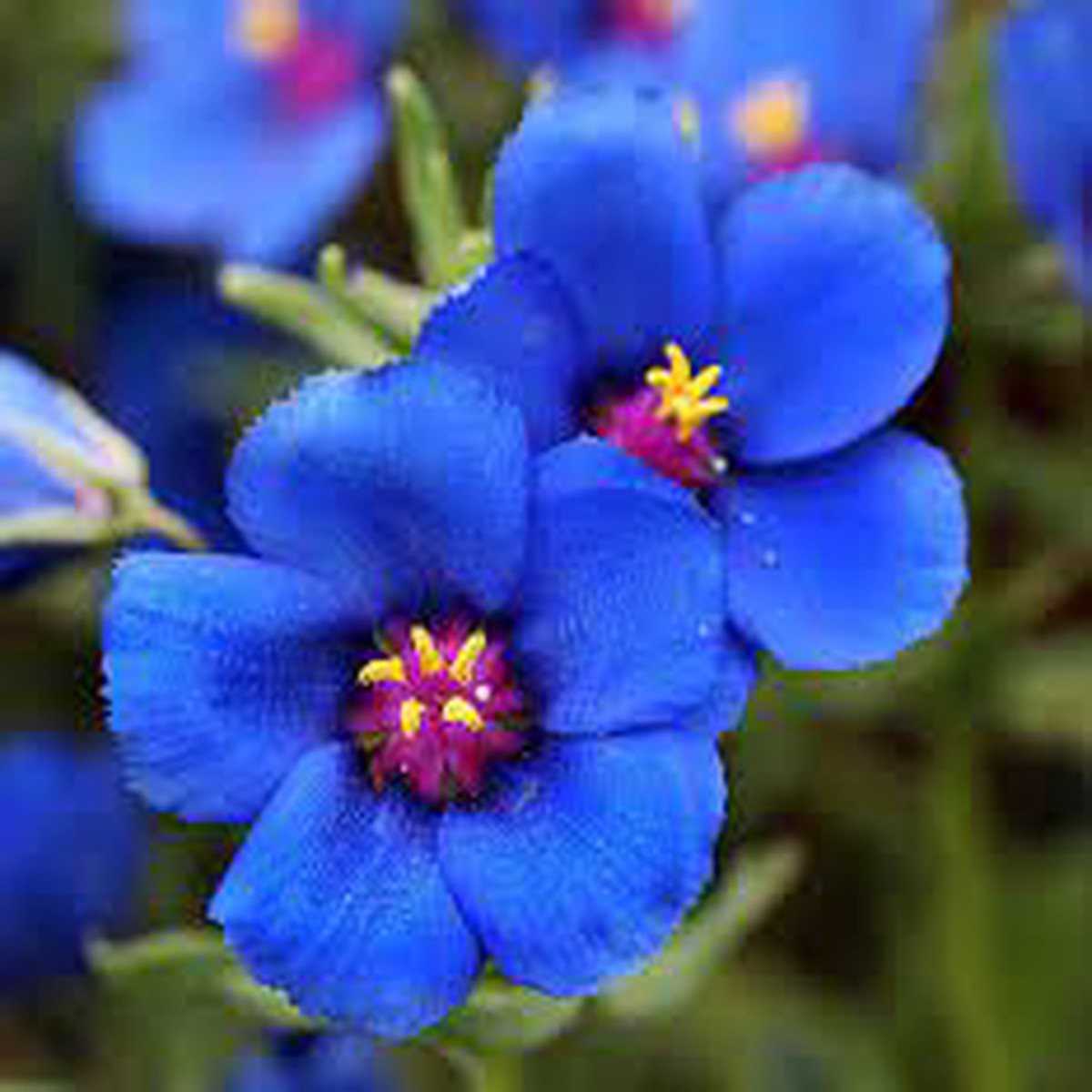 Organic Blue Pimpernel Anagallis Flower Seeds for Planting Heirloom, Non-GMO
