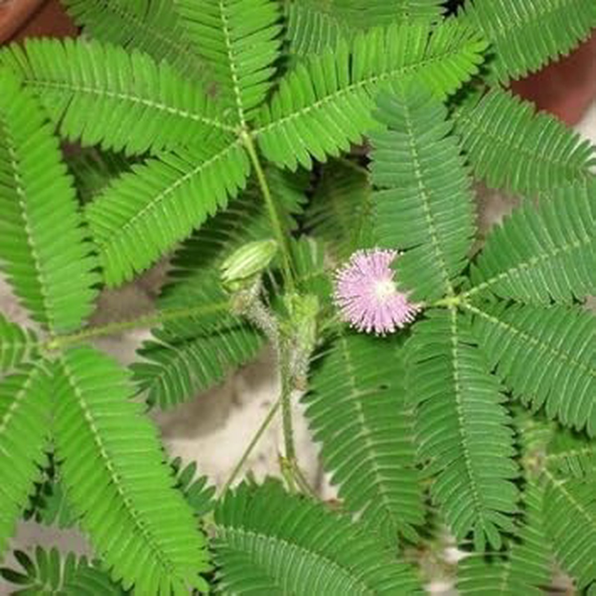 Organic Pink Mimosa Flower Seeds for Planting Heirloom, Non-GMO